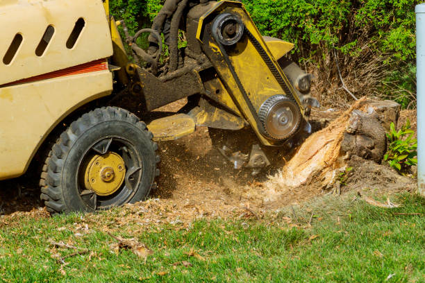 How Our Tree Care Process Works  in  New Hartford Center, CT